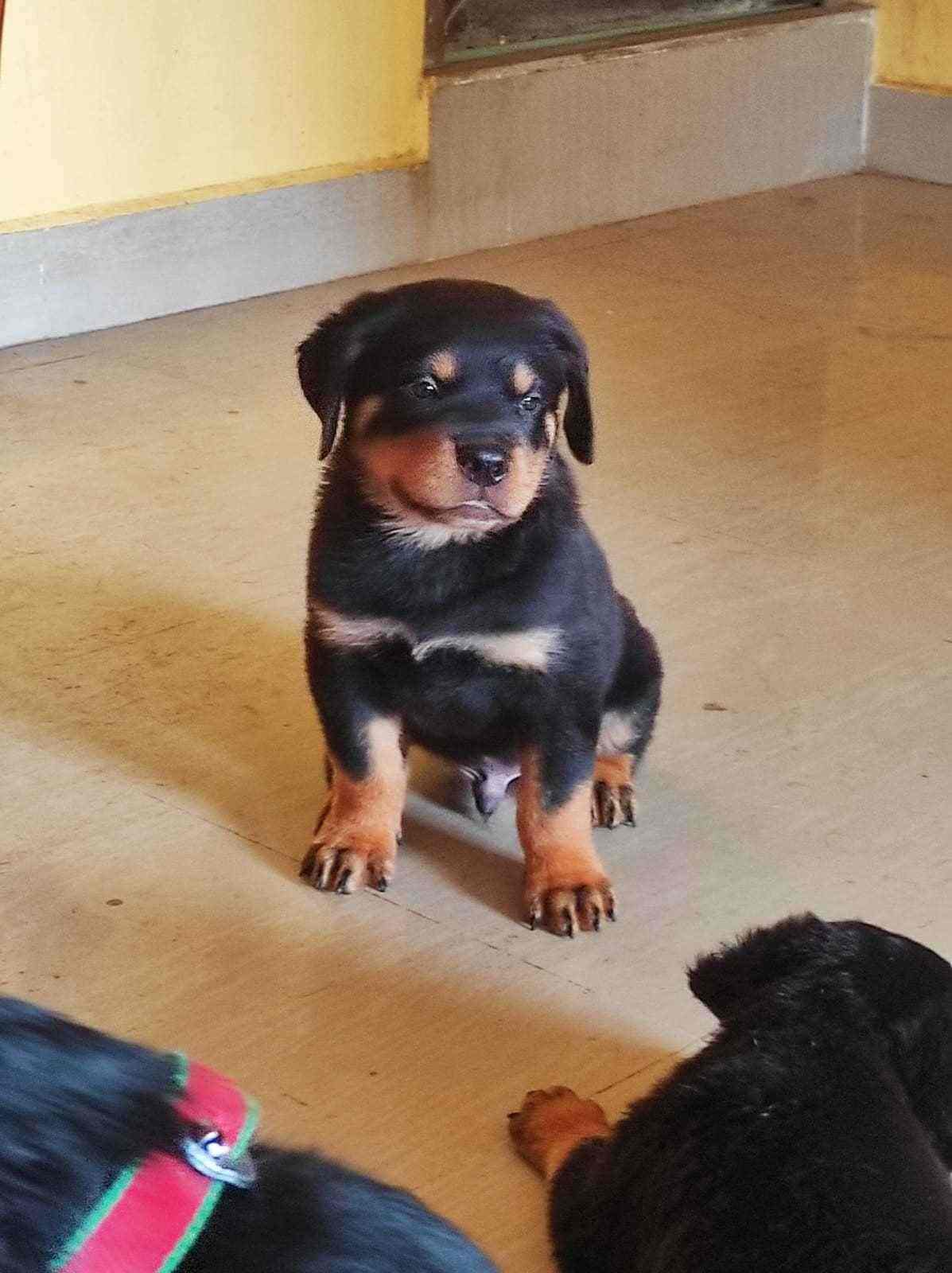 Rottweiler For Sale In Tiruchirappalli