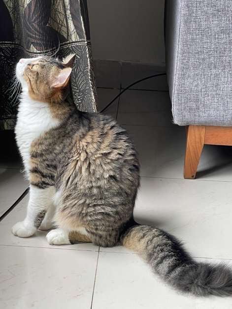 Indian Breed For Adoption In Pune