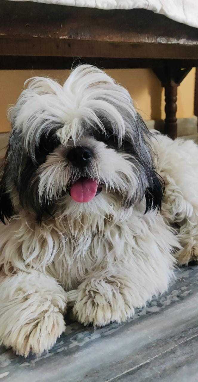 Shih Tzu Dogs For Mating In Hyderabad