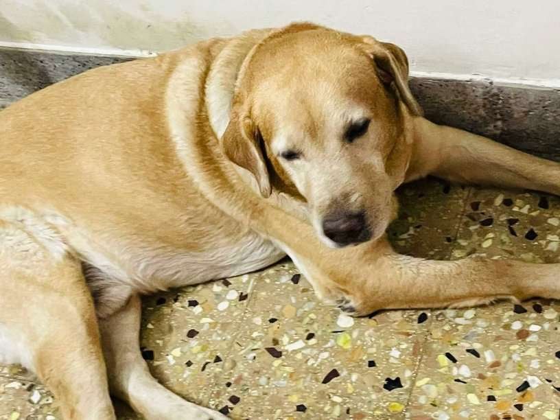 Labrador Retriever For Adoption In Chennai