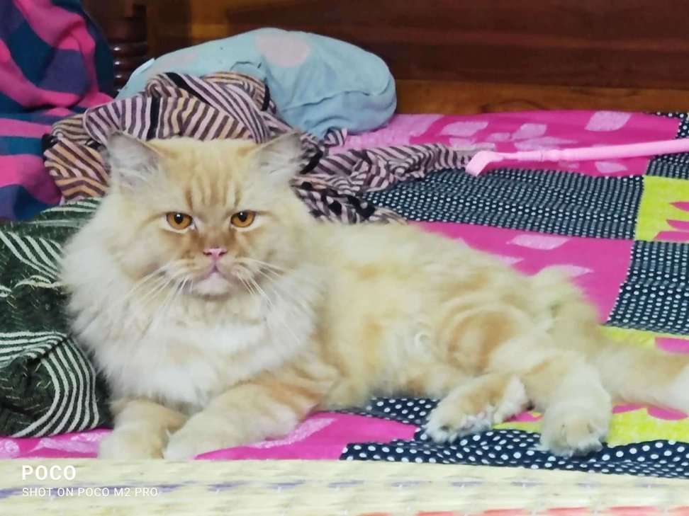 Persian For Adoption In Chennai