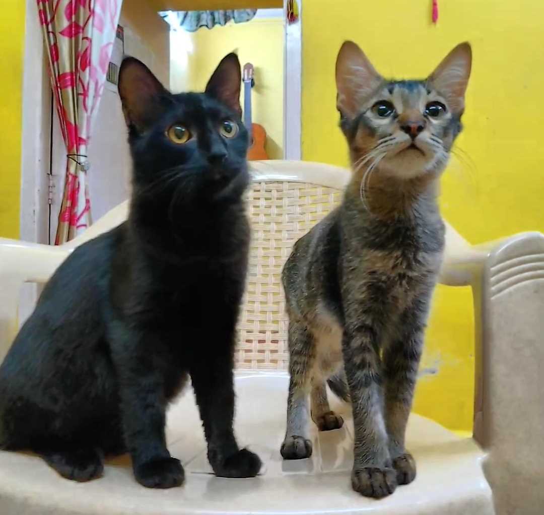Indian Breed For Adoption In Chennai