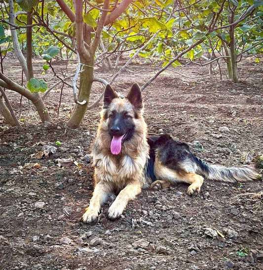 German Shepherd Dogs For  Mating In Pune
