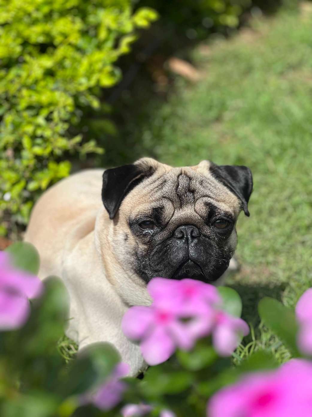 Pug Dogs For  Mating In Jammu