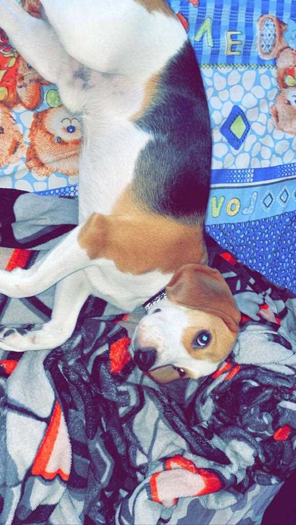 Beagle For Adoption In Jaipur