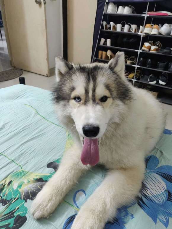 Siberian Husky Dogs For Mating In Pune