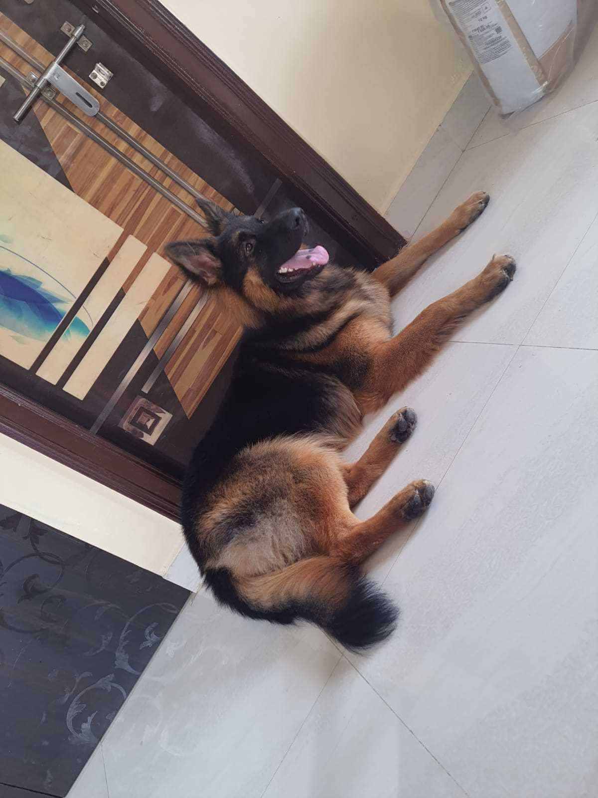 German Shepherd Dogs For Mating In Hyderabad