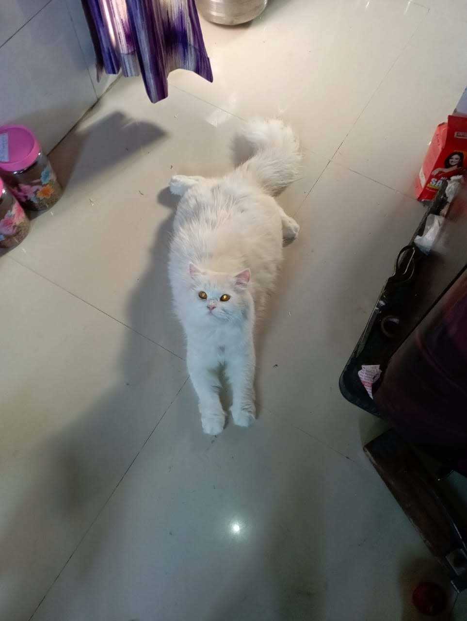 Persian Dogs For  Mating In Mumbai