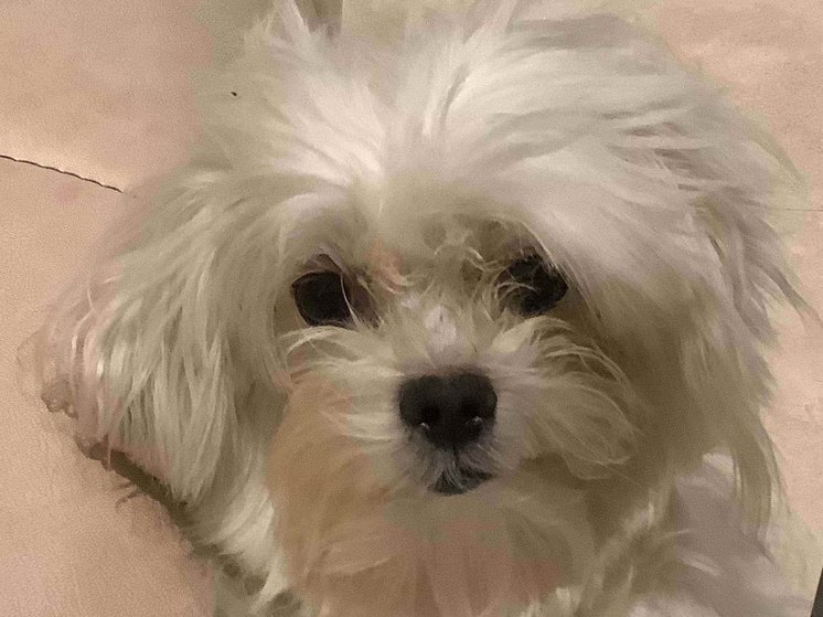 Maltese For Adoption In Bangalore