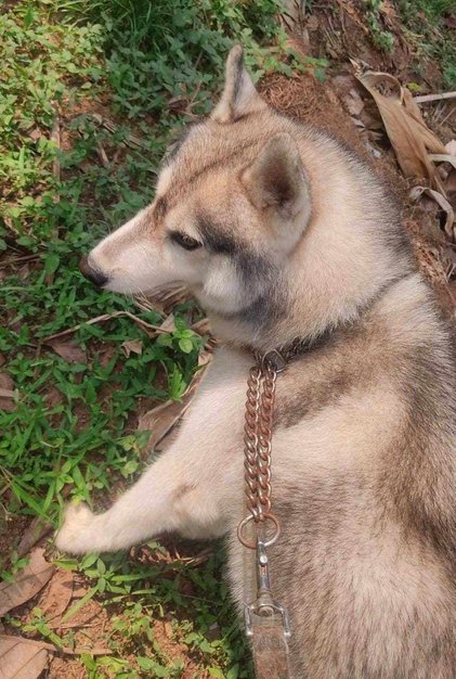 Siberian Husky Dogs For Mating In Thrissur