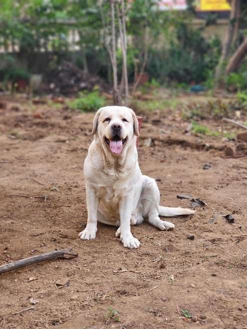 Labrador Retriever Dogs For Mating In Vadodara