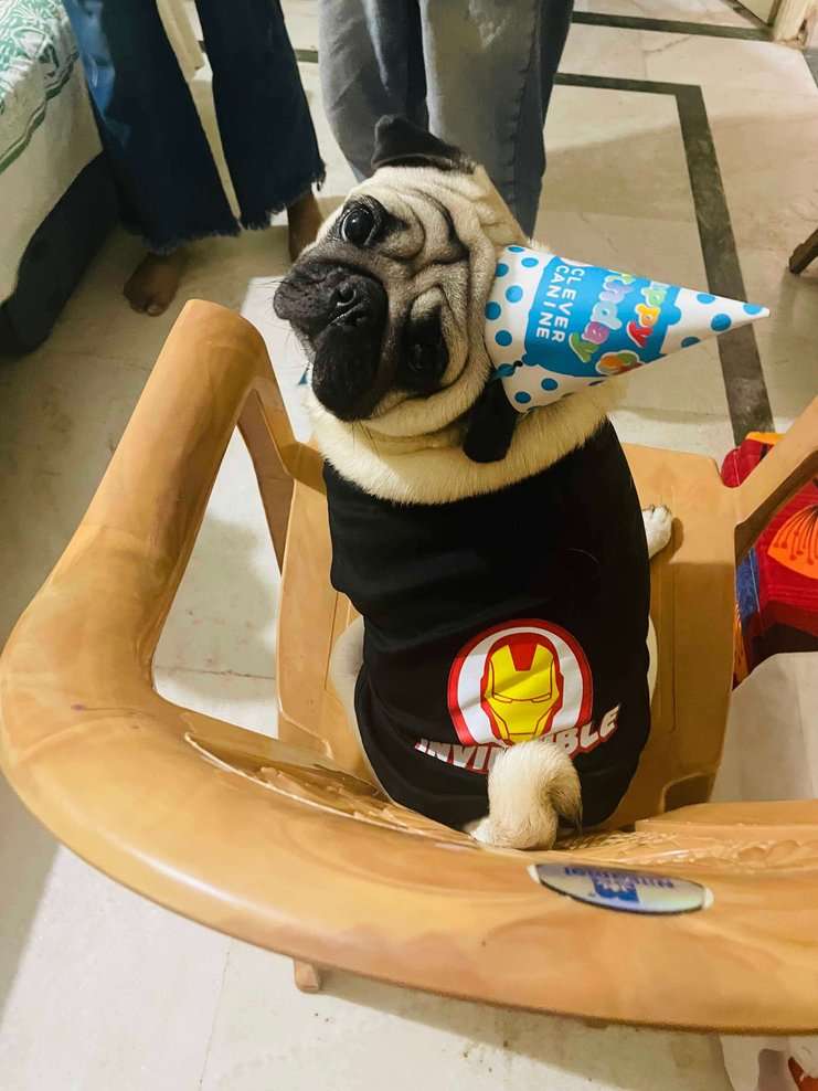 Pug Dogs For  Mating In Bangalore