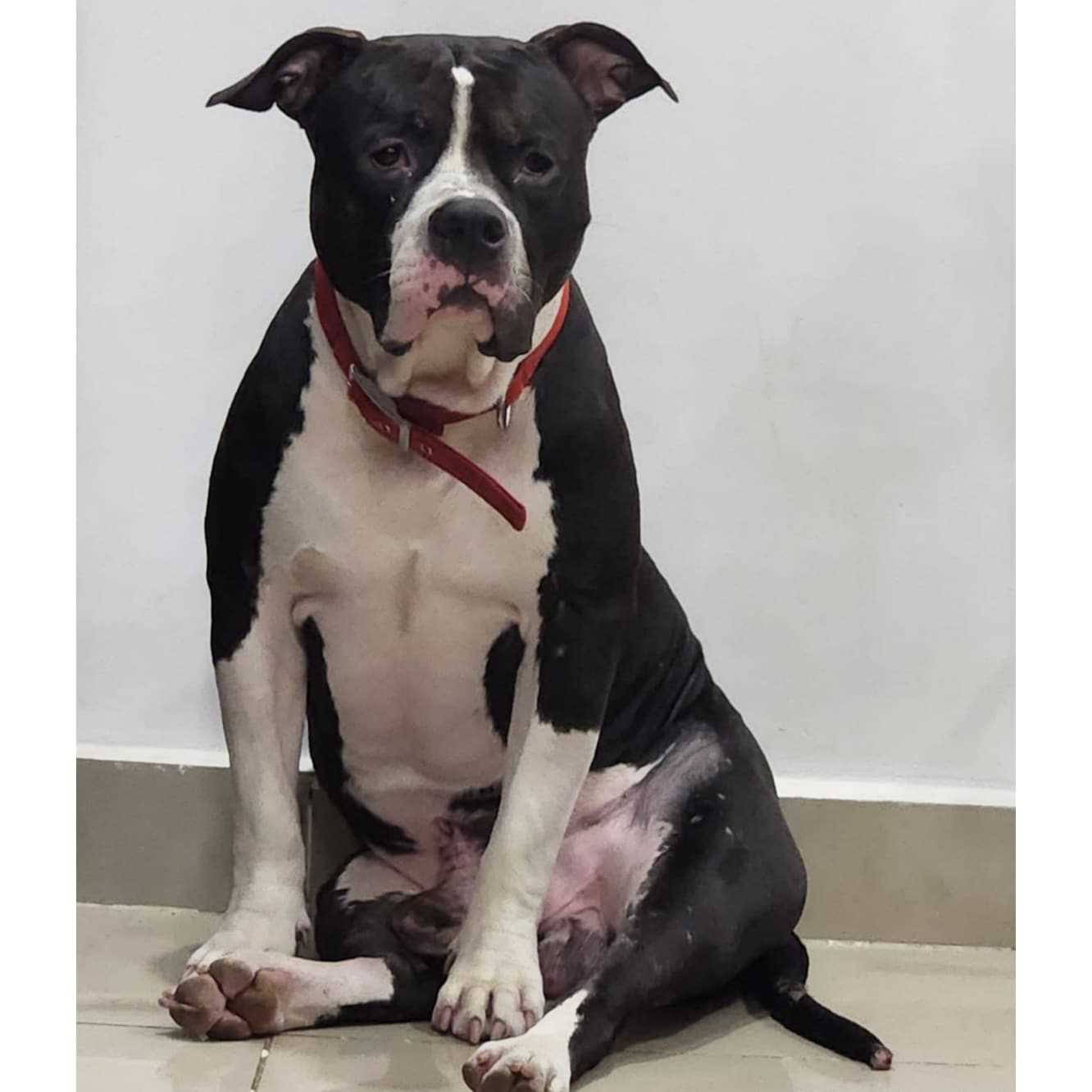 American Bully Dogs For Mating In Kanpur