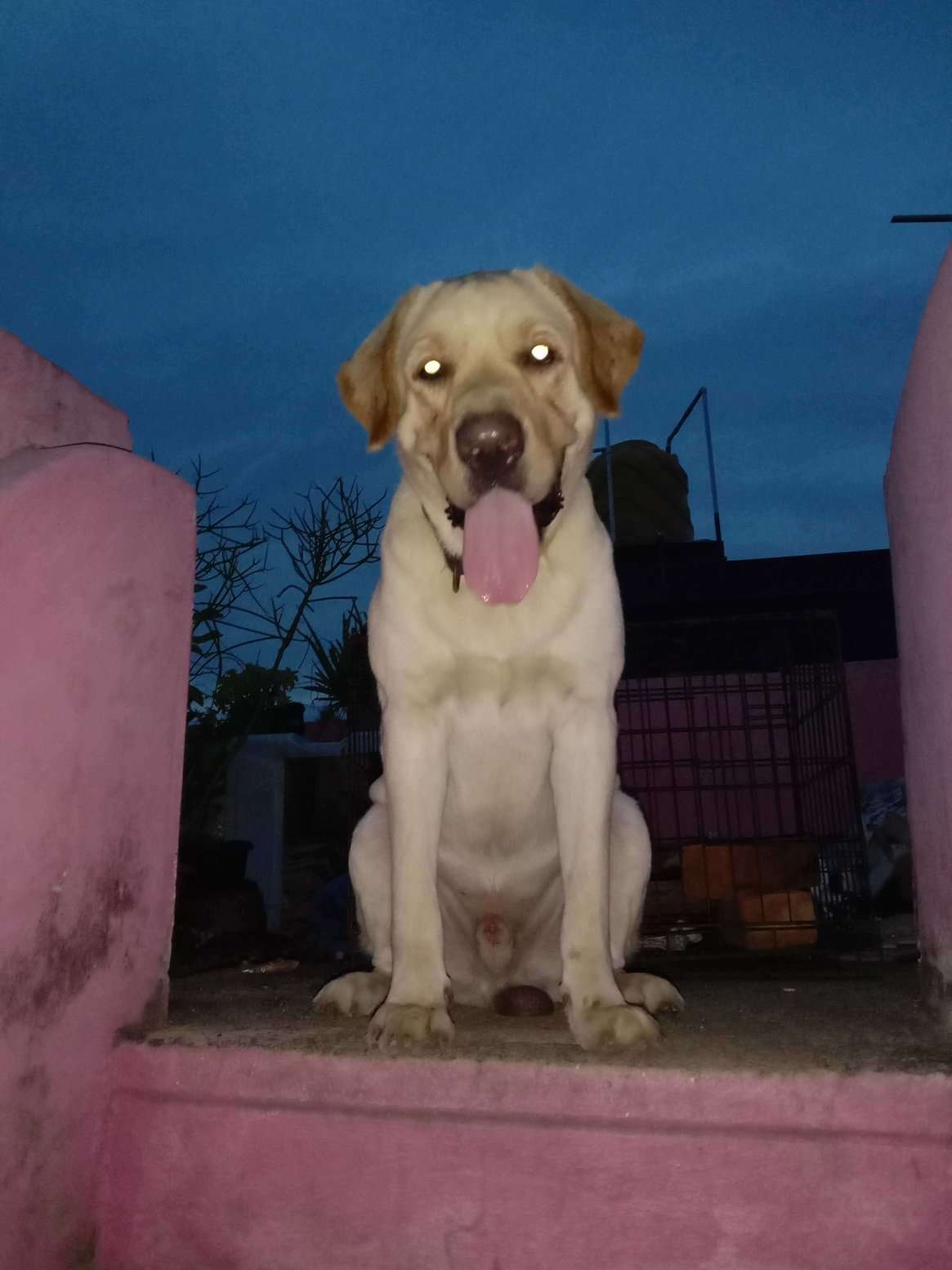 Labrador Retriever Dogs For Mating In Chennai