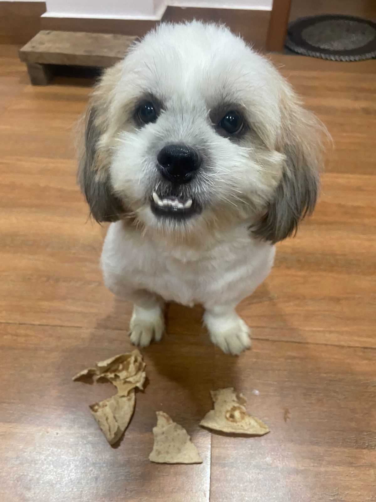 Shih Tzu Dogs For Mating In Guwahati
