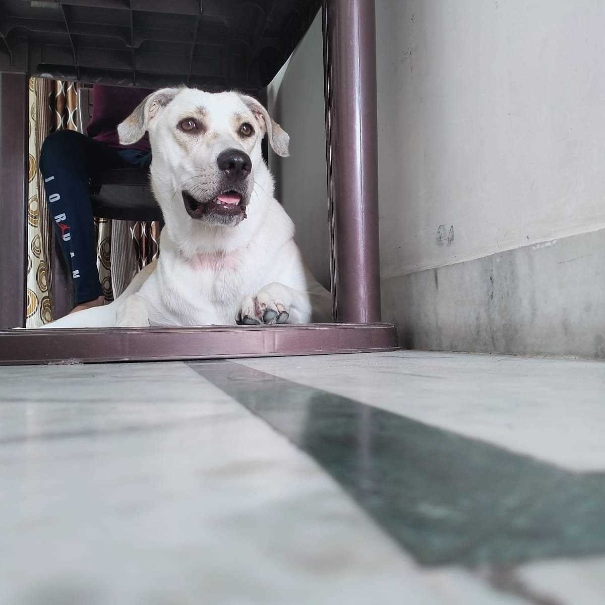 Labrador Retriever Dogs For Mating In Ludhiana