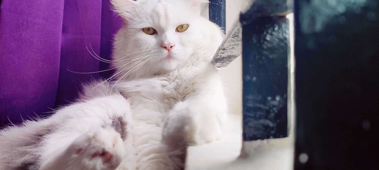 Persian For Adoption In Bangalore