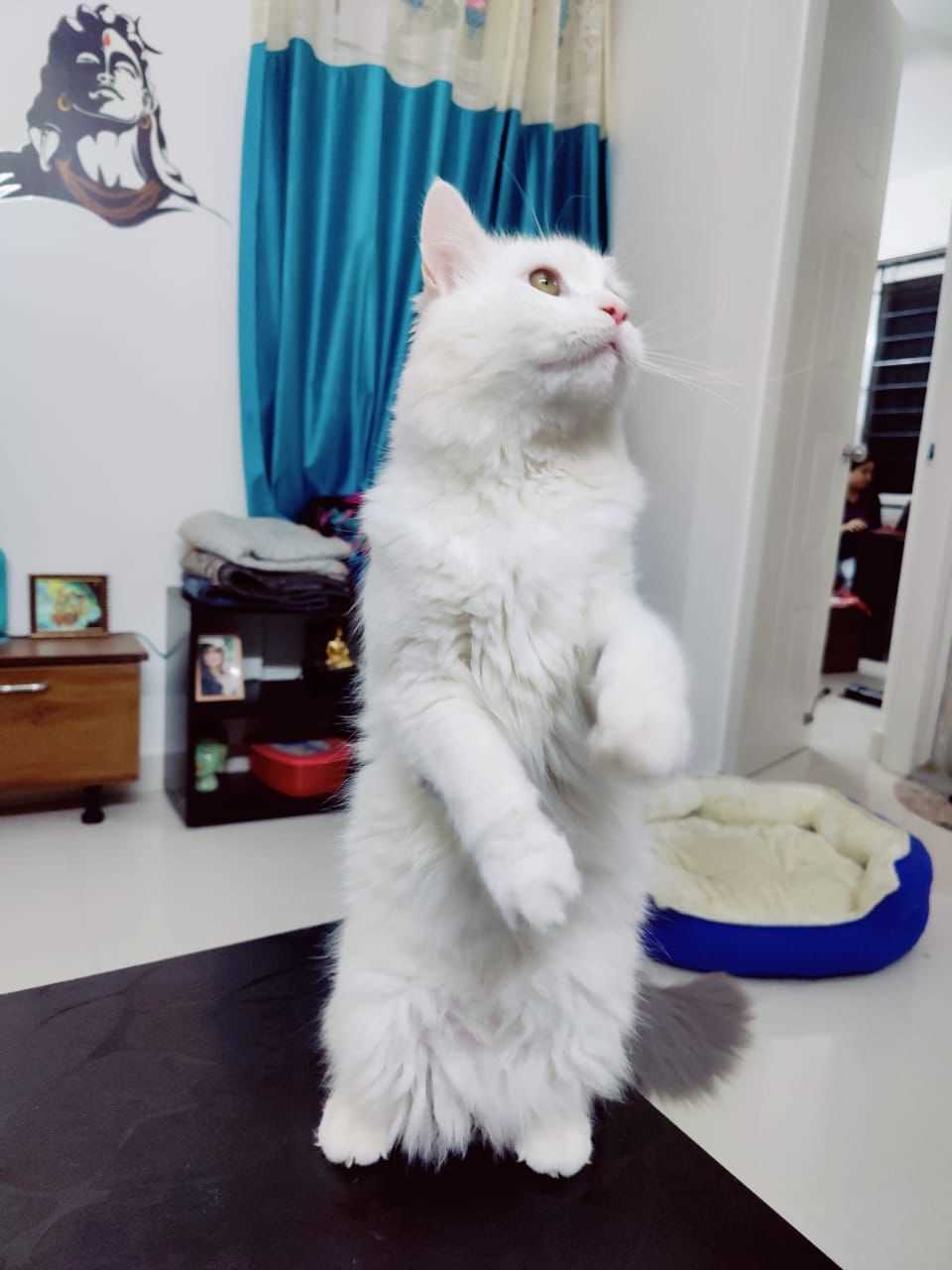 Persian For Sale In Bangalore