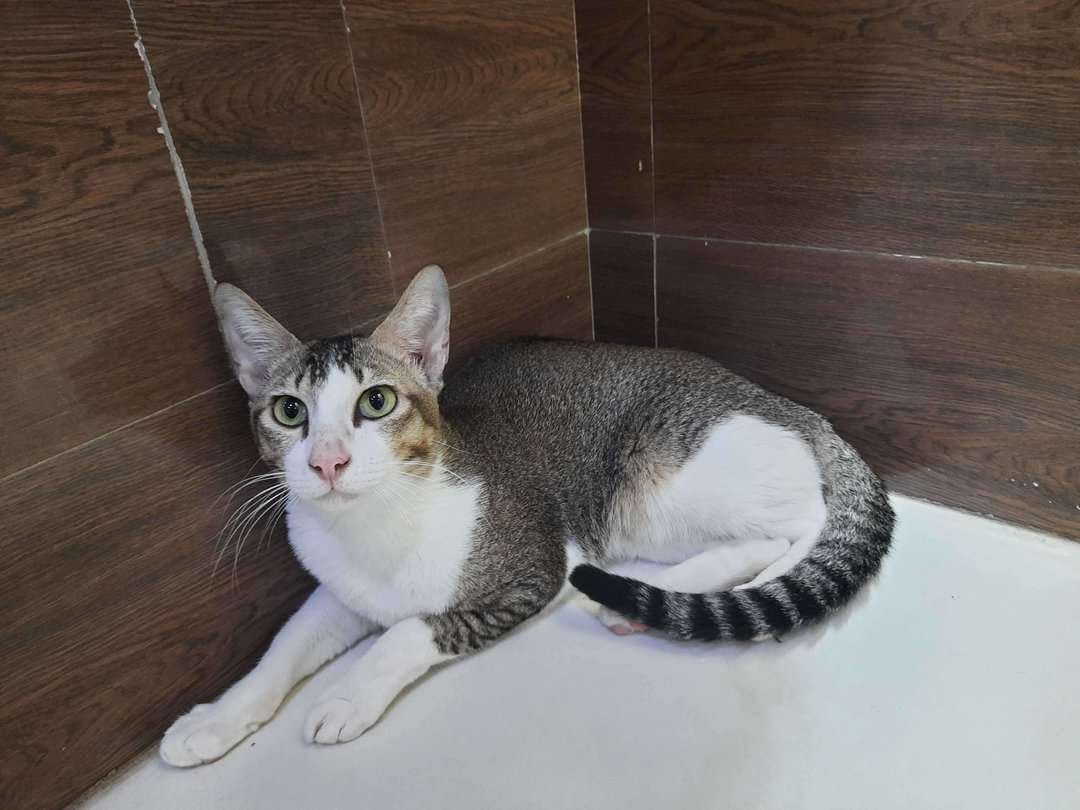 Indian Breed For Adoption In Hyderabad