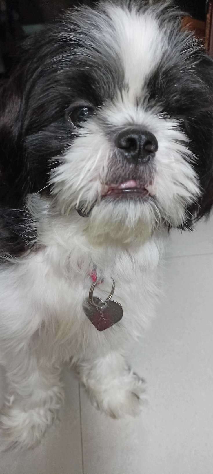 Shih Tzu Dogs For Mating In Chennai