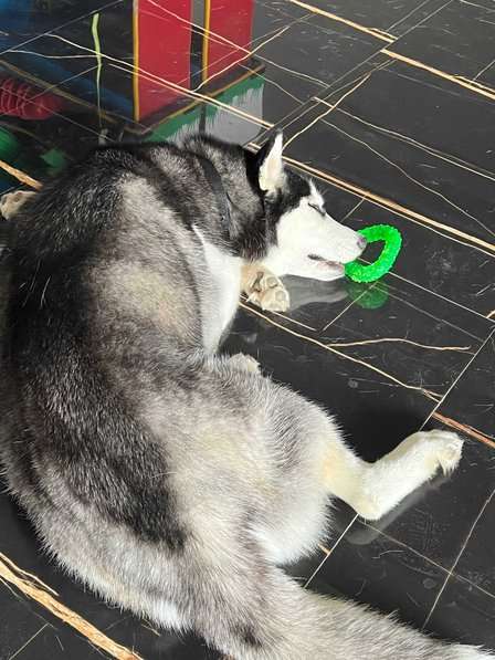 Siberian Husky For Adoption In Hyderabad