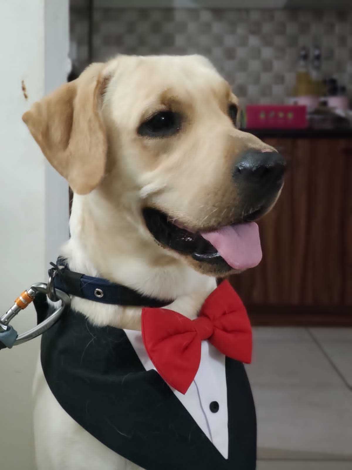 Labrador Retriever Dogs For Mating In Bangalore