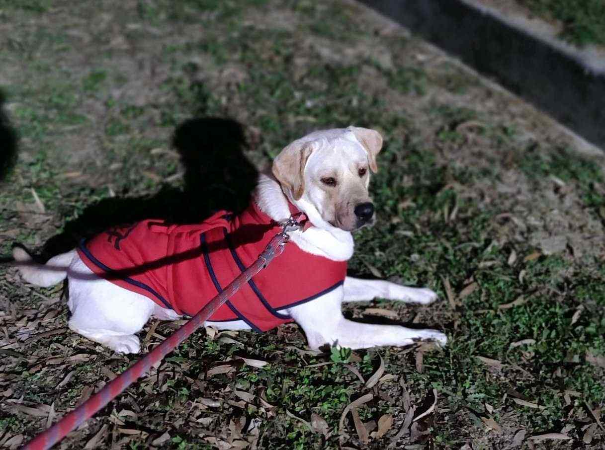 Labrador Retriever Dogs For Mating In Lucknow