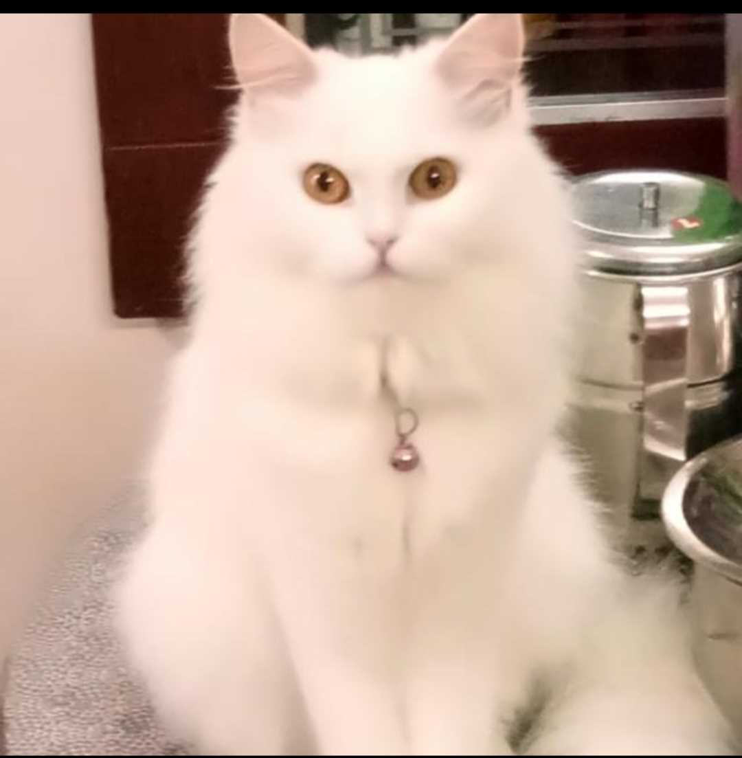 Persian For Sale In Vellore