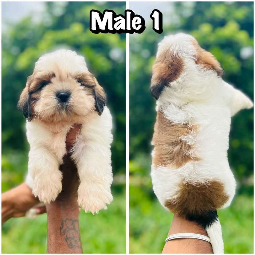 Shih Tzu For Sale In Hyderabad