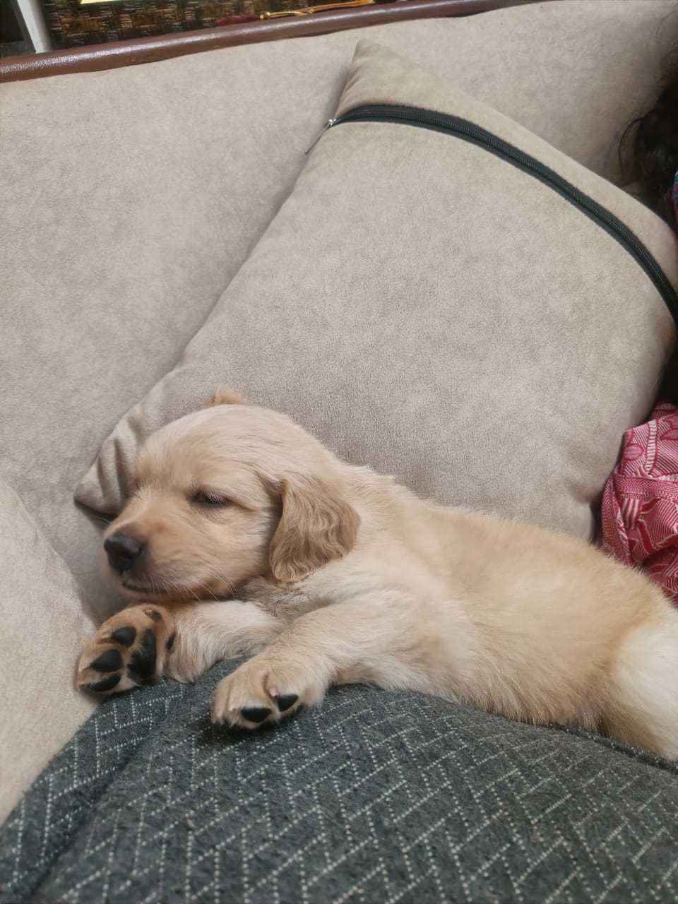 Golden Retriever For Sale In Chennai
