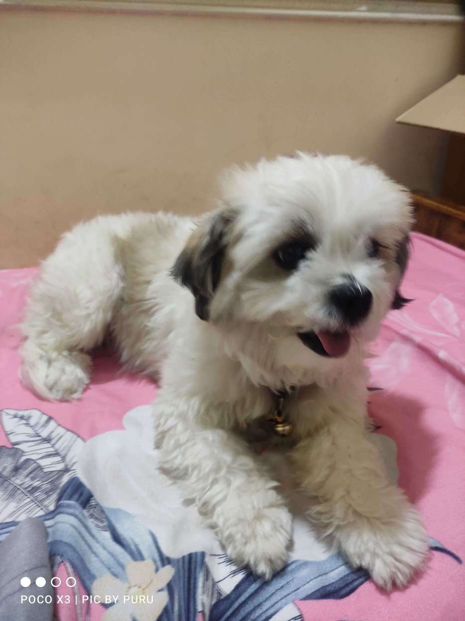 Shih Tzu Dogs For Mating In Bangalore