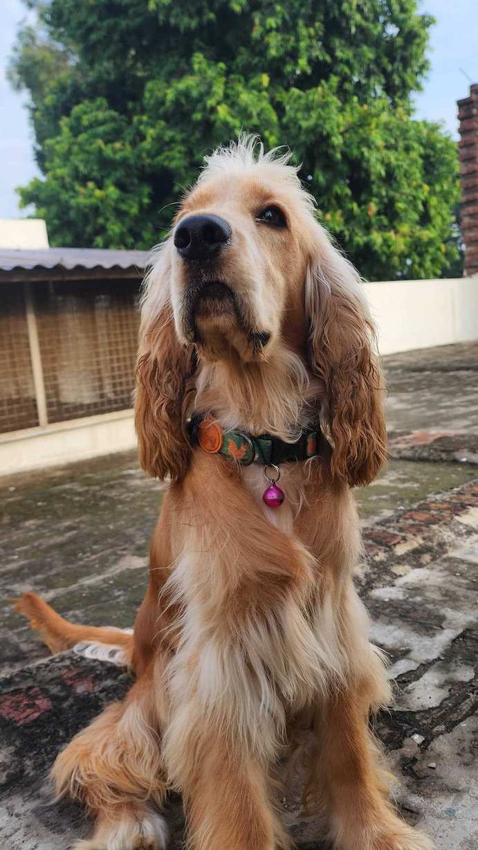 Cocker Spaniel For Adoption In Agra