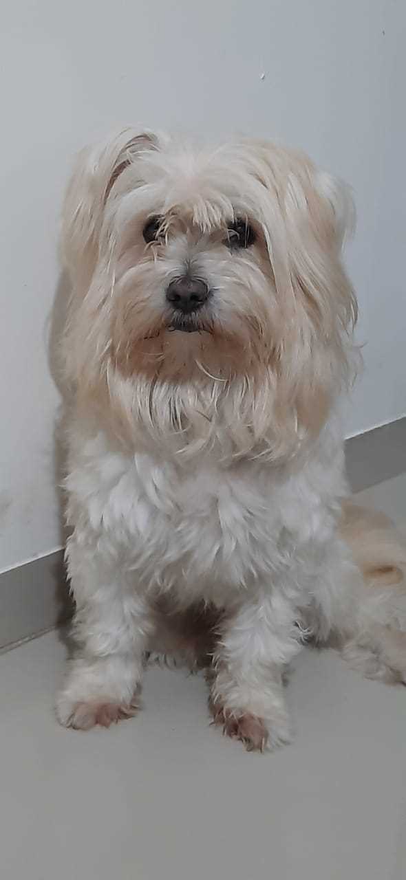Lhasa Apso For Adoption In Pune