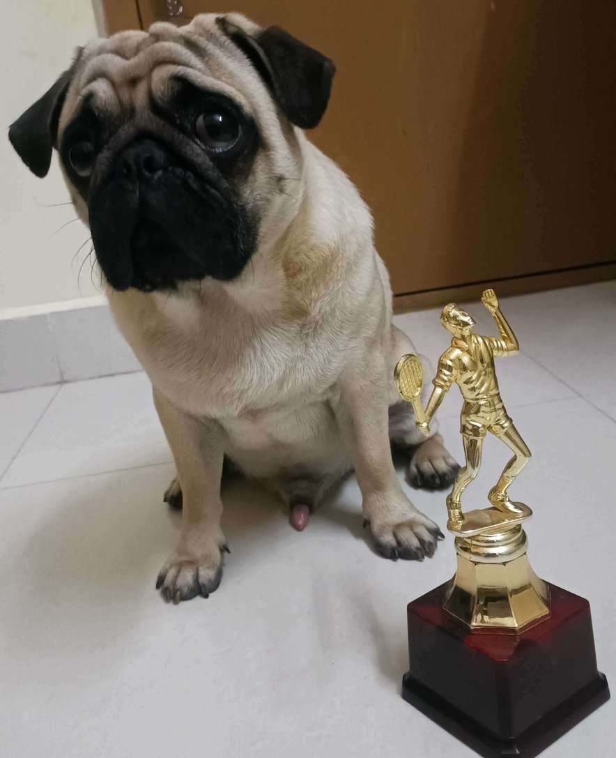 Pug Dogs For  Mating In Bangalore