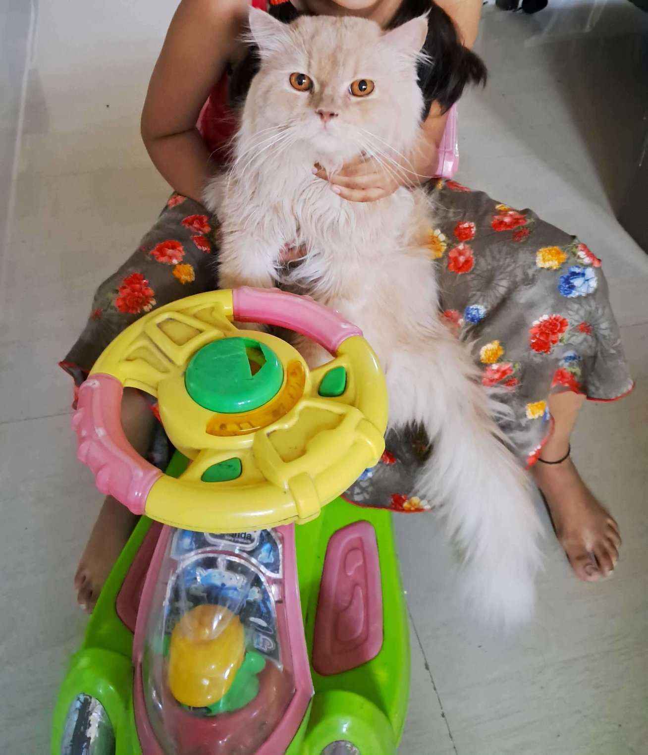 Persian For Adoption In Hyderabad
