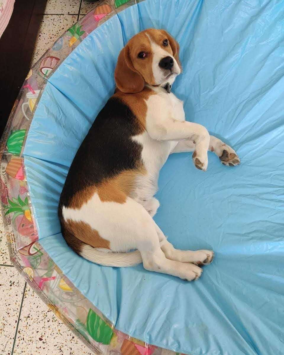 Beagle Dogs For  Mating In Jaipur