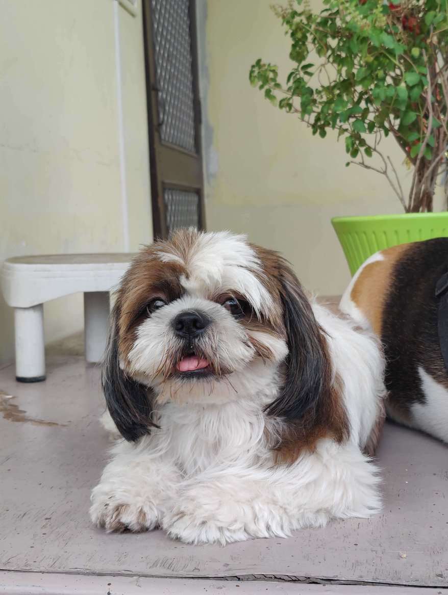 Shih Tzu Dogs For Mating In Jaipur