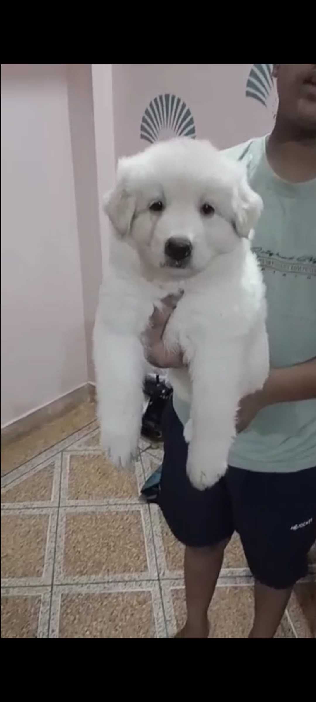 German Shepherd For Sale In Delhi