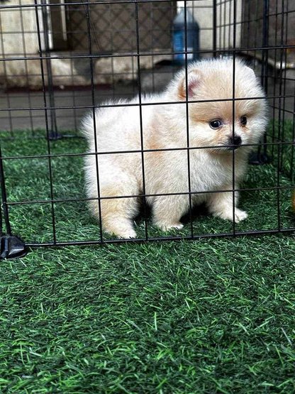 Teacup Pomeranian Puppies For In