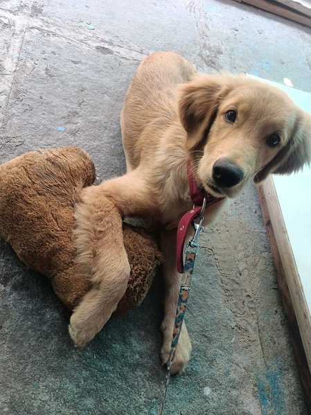 Golden Retriever For Sale In Hyderabad