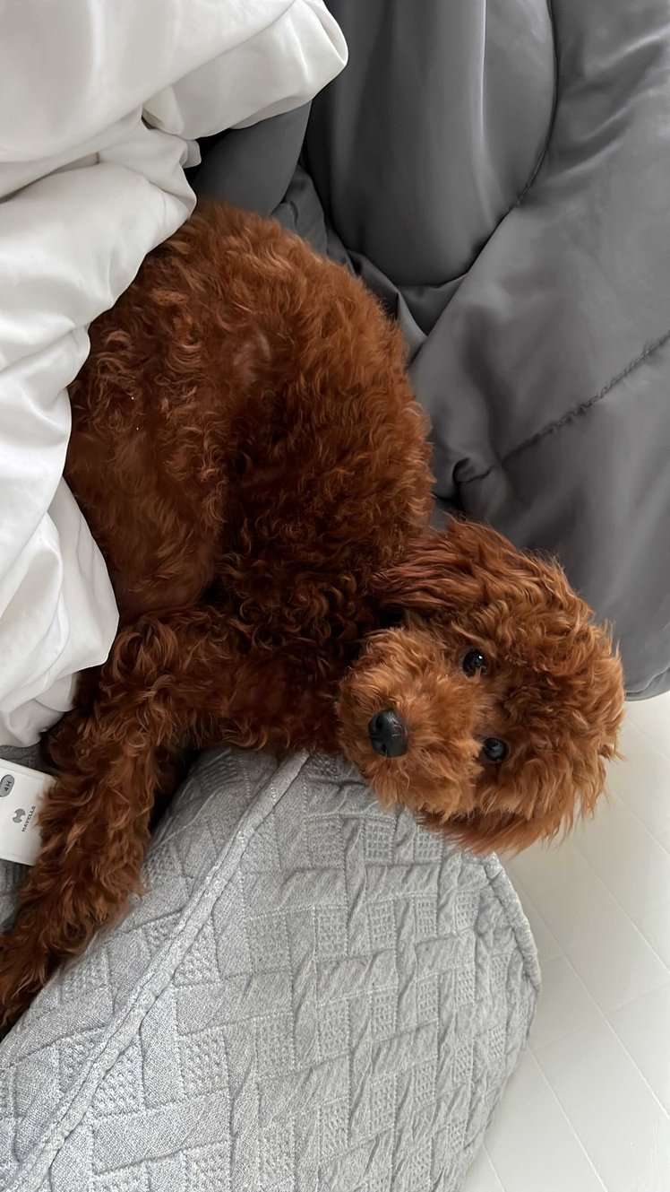 Poodle Dogs For  Mating In Bangalore