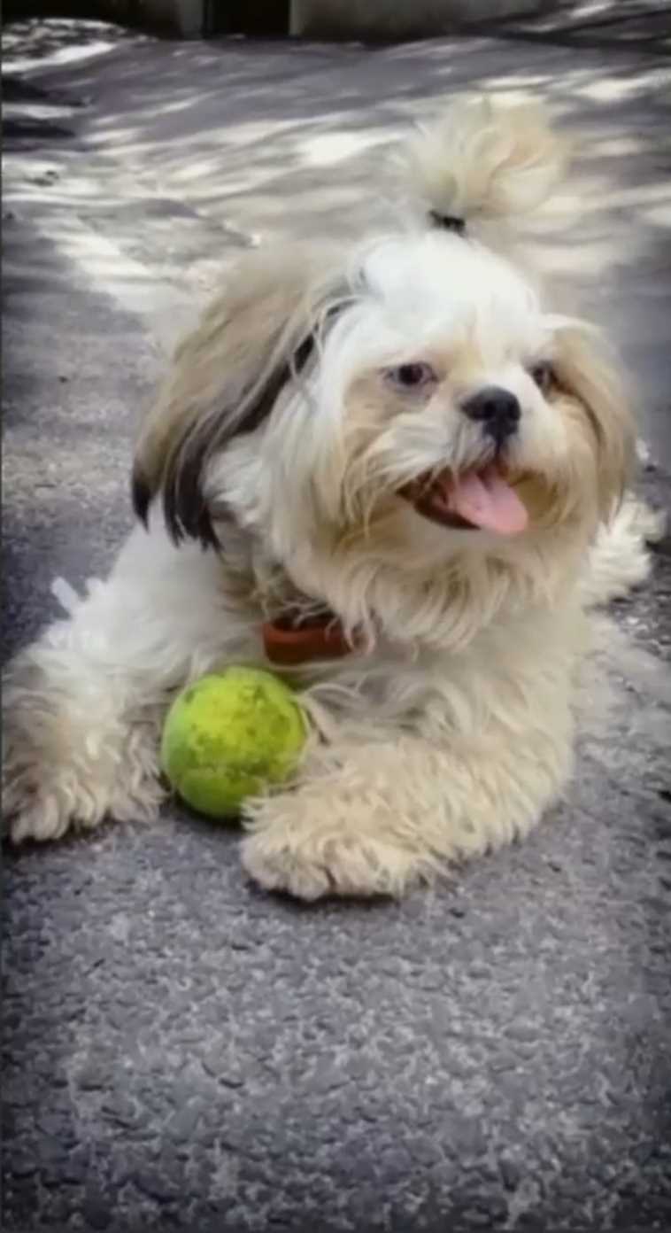 Shih Tzu Dogs For Mating In Bangalore