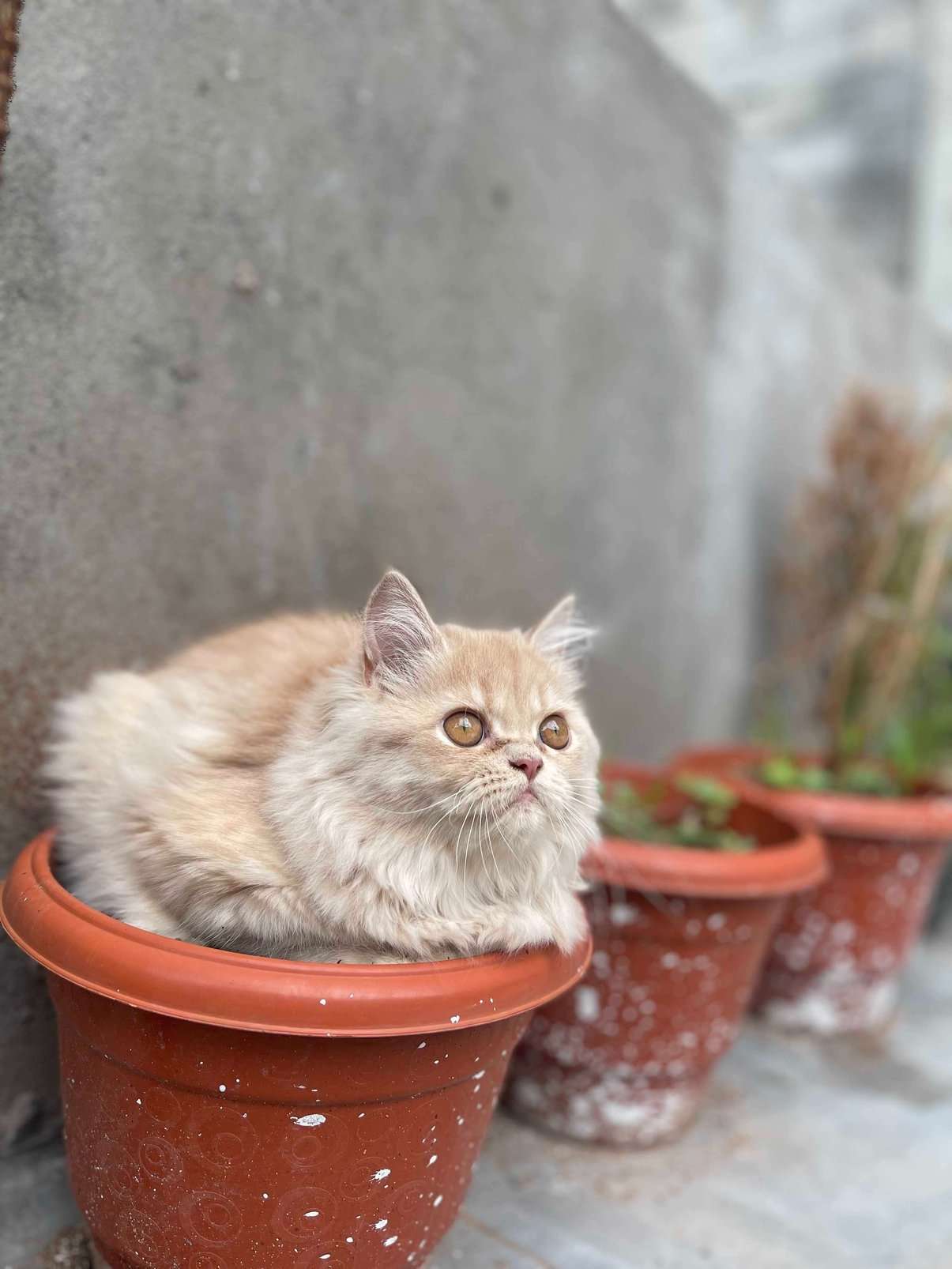 Persian For Sale In Hyderabad