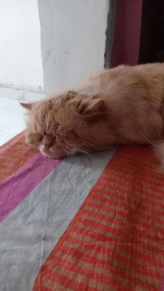 Persian For Sale In Hyderabad