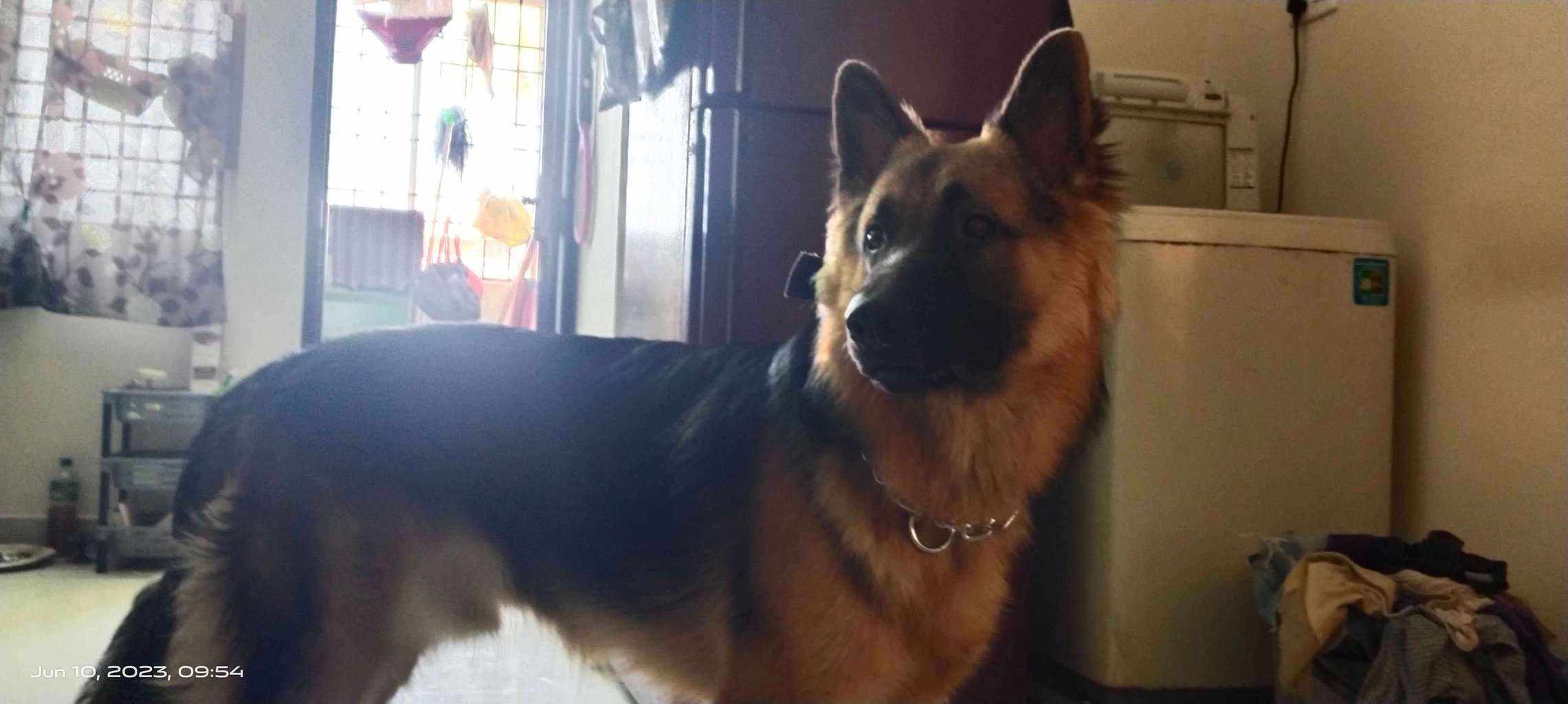 German Shepherd Dogs For  Mating In Chennai