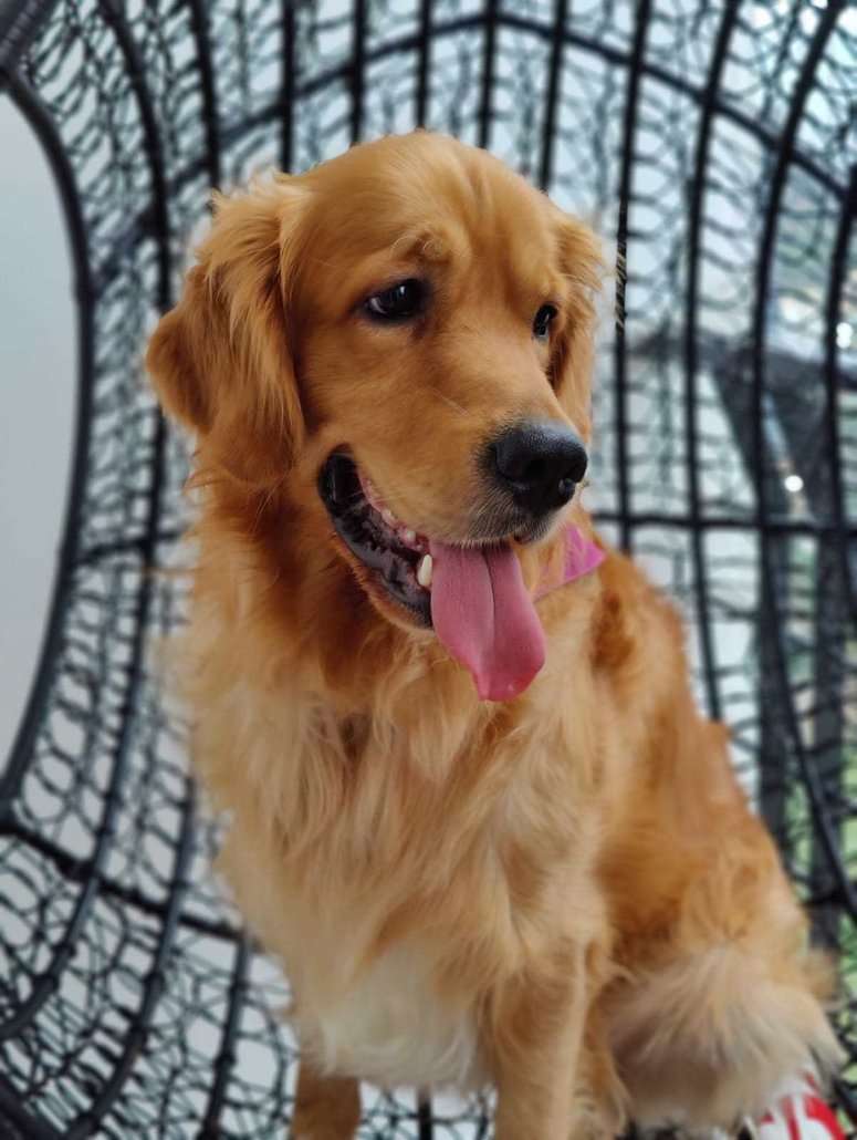 Golden Retriever Dogs For Mating In Bangalore