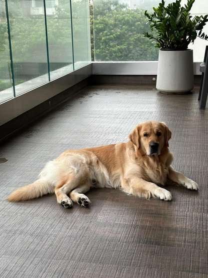 Golden Retriever Dogs For  Mating In Mumbai