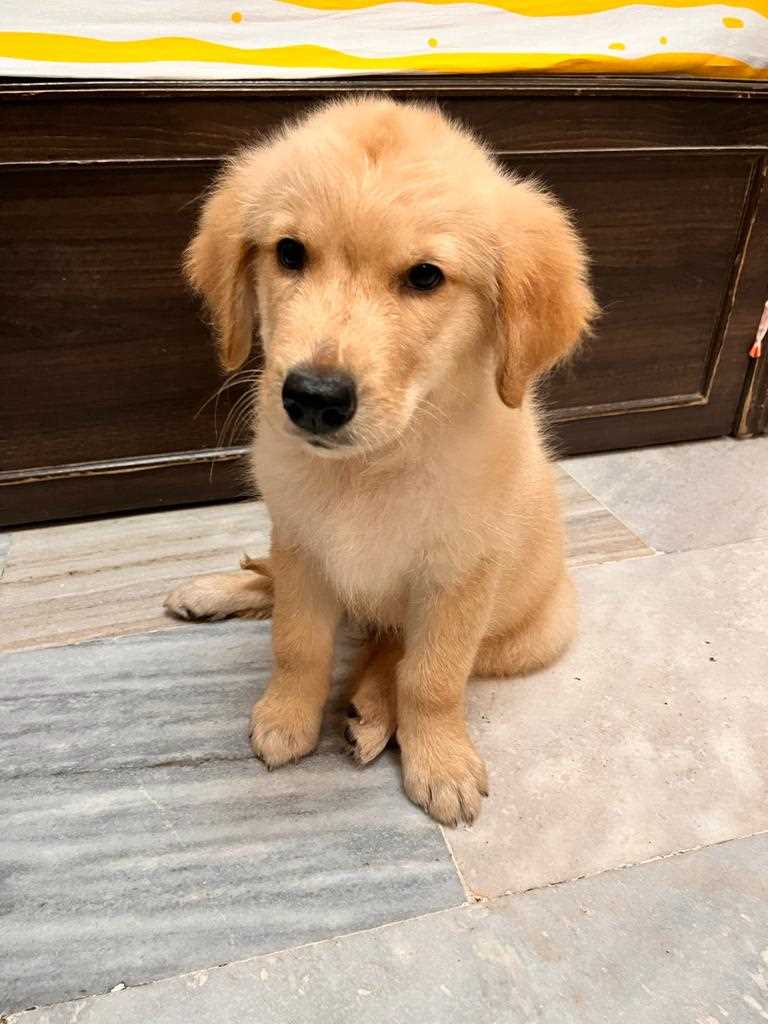 Golden Retriever For Sale In Secunderabad