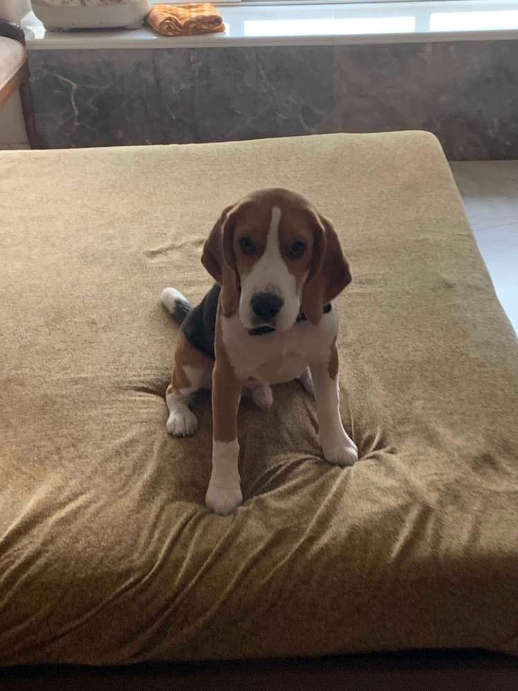 Beagle Dogs For  Mating In Mumbai