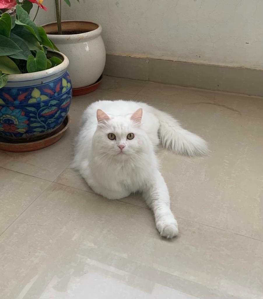Persian For Adoption In Hyderabad